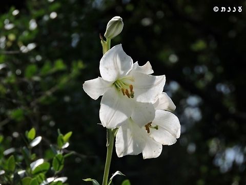 Madonna Lily in the wild Lilium candidum - the Madonna Lily - was collected through the years and went almost extinct. this specimen is from one of the few native locations left, on the cliffs of Mount Carmel.  Geotagged,Israel,Lilium candidum,Madonna Lily,Spring