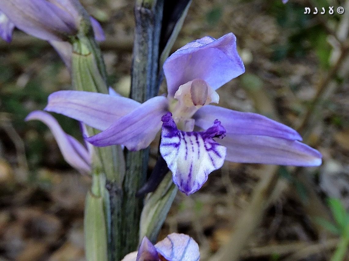 Limodorum abortivum in Israel One of my favorite flowers...  Geotagged,Israel,Limodorum abortivum,Orchidaceae,Violet Limodore,Winter