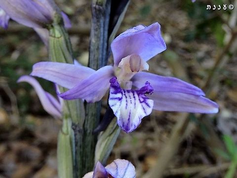 Limodorum abortivum in Israel One of my favorite flowers...  Geotagged,Israel,Limodorum abortivum,Orchidaceae,Violet Limodore,Winter
