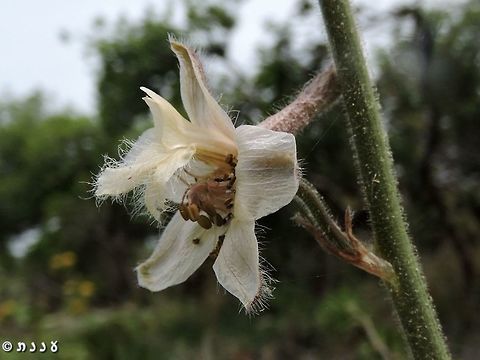 Delphinium ithaburense - The Mount Tabor Larkspur Delphinium ithaburense is a beautiful tall flower. 
http://flora.org.il/en/plants/DELITH/ Delphinium ithaburense,Geotagged,Israel,Larkspur,Mount Tabor Larkspur,Spring