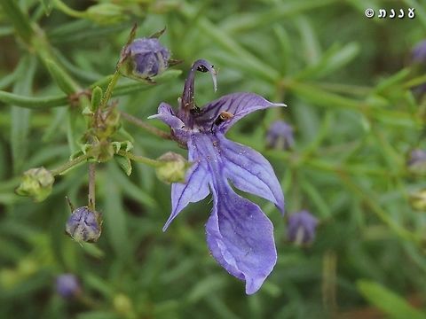 Teucrium procerum - unknown beauty this modest and relatively unknown flower is a real beauty, and an endangered species in Israel.  Geotagged,Israel,Spring,Tail Germander,Teucrium procerum