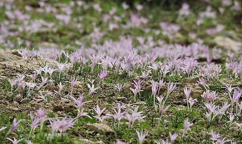 A pink carpet the Colchicum stevenii is very common in Israel, but such a dense "carpet" of flowers - you don't see every day...  Colchicum stevenii,Fall,Geotagged,Israel,dense carpet,stevenii