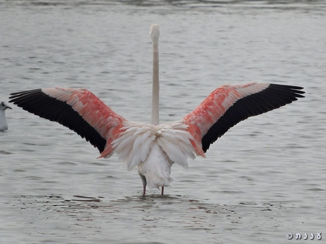 Greater Flamingo  Geotagged,Greater flamingo,Israel,Phoenicopterus roseus,Winter