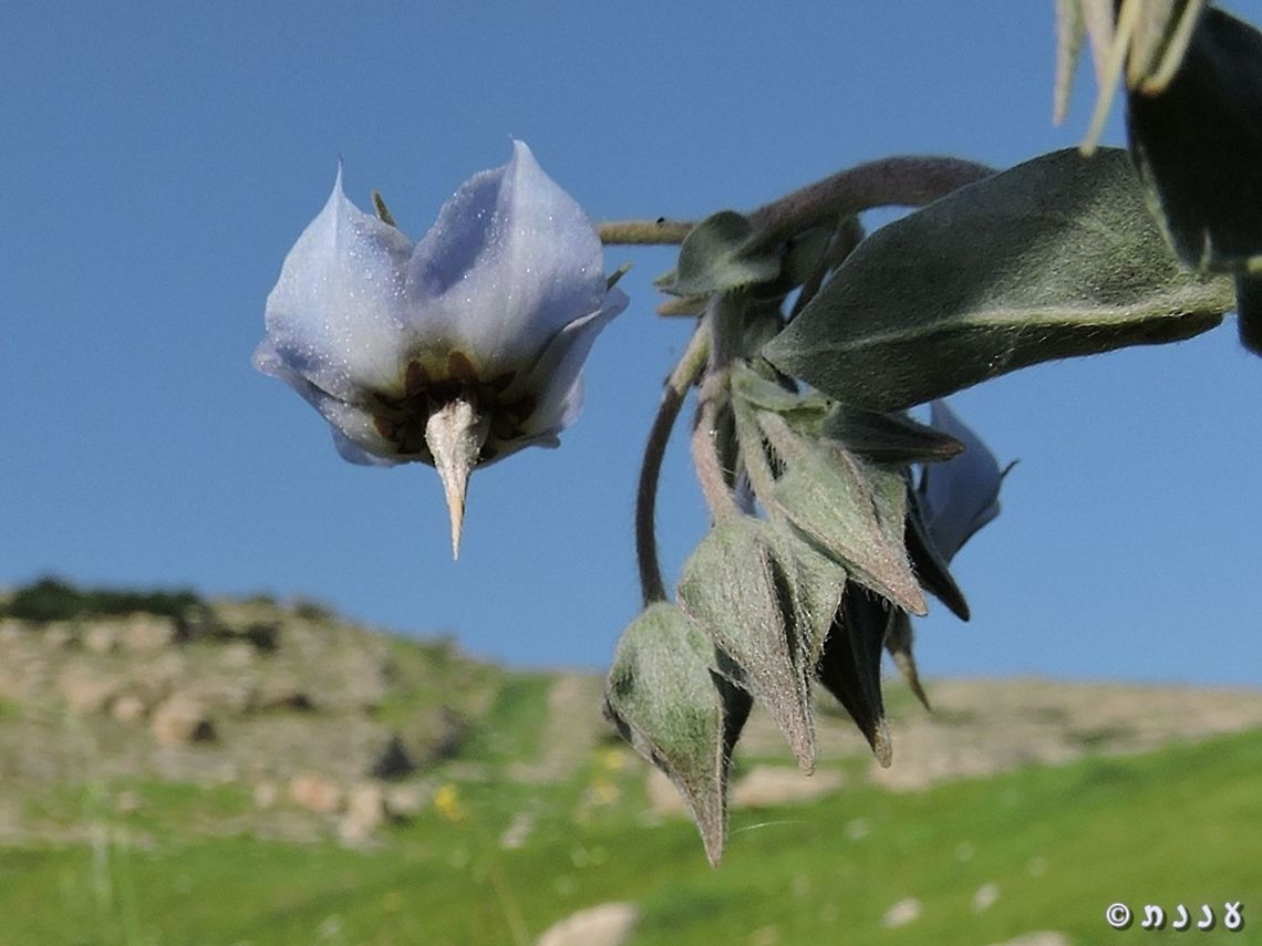 Trichodesma boissieri One of the prettiest flowers in the Jordan Valley. <br />
<a href="http://flora.org.il/en/plants/TRIBOS/" rel="nofollow">http://flora.org.il/en/plants/TRIBOS/</a> Geotagged,Israel,Jordan Valley,Trichodesma boissieri,Winter