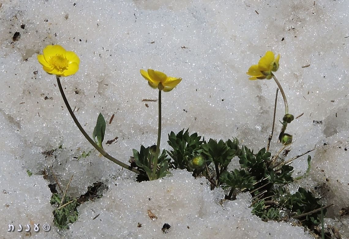 Ranunculus demissus - Snow Buttercup the Snow Buttercup is a very rare plant, grows in Israel in one place exactly, on the higher elevations of the Hermon Mountain. <br />
<a href="http://flora.org.il/en/plants/RANDEM/" rel="nofollow">http://flora.org.il/en/plants/RANDEM/</a> Geotagged,Israel,Mount Hermon,Ranunculus demissus,Snow Buttercup,Spring