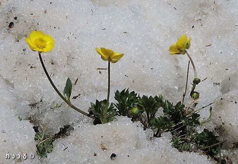 Ranunculus demissus - Snow Buttercup the Snow Buttercup is a very rare plant, grows in Israel in one place exactly, on the higher elevations of the Hermon Mountain. 
http://flora.org.il/en/plants/RANDEM/ Geotagged,Israel,Mount Hermon,Ranunculus demissus,Snow Buttercup,Spring