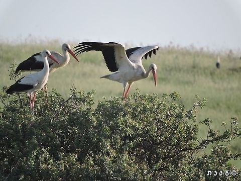 White Storks on the way back to Europe  Ciconia ciconia,Geotagged,Israel,Spring,White Stork