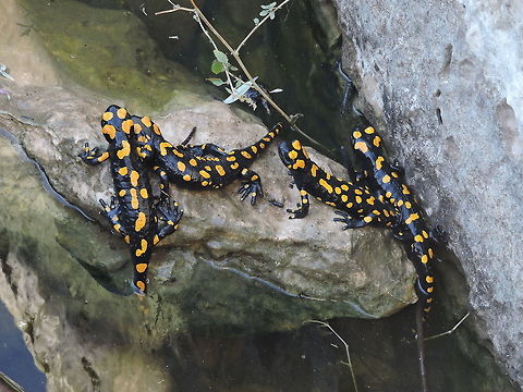 Fire Salamanders on the Carmel Mountain we had a lucky morning, we met over 10 Salamanders together! I got 4 in one picture.  Fall,Fire Salamander,Geotagged,Israel,Salamandra salamandra