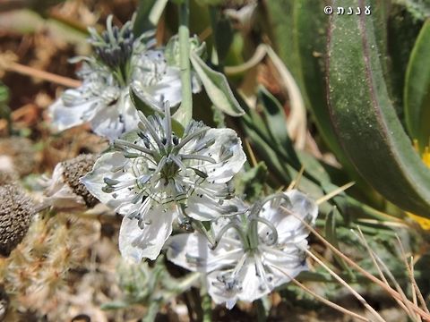 Nigella arvensis http://flora.org.il/en/plants/NIGARV/ Geotagged,Israel,Nigella arvensis,Spring,Wild Fennel