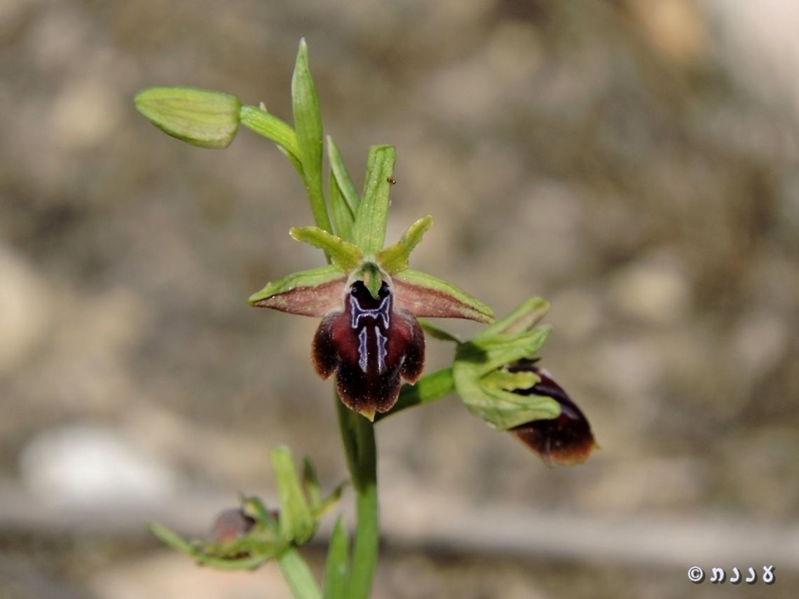 Ophrys sphegodes  Early Spider-orchid,Geotagged,Israel,Ophrys sphegodes,Orchidaceae,Winter