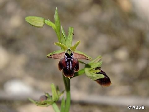 Ophrys sphegodes  Early Spider-orchid,Geotagged,Israel,Ophrys sphegodes,Orchidaceae,Winter
