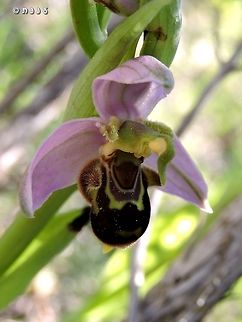 Ophrys apifera  Bee orchid,Geotagged,Israel,Ophrys apifera,Orchidaceae,Winter