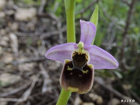 Ophrys holosericea  Geotagged,Israel,Ophrys fuciflora,Ophrys holosericea,Orchidaceae,Spring