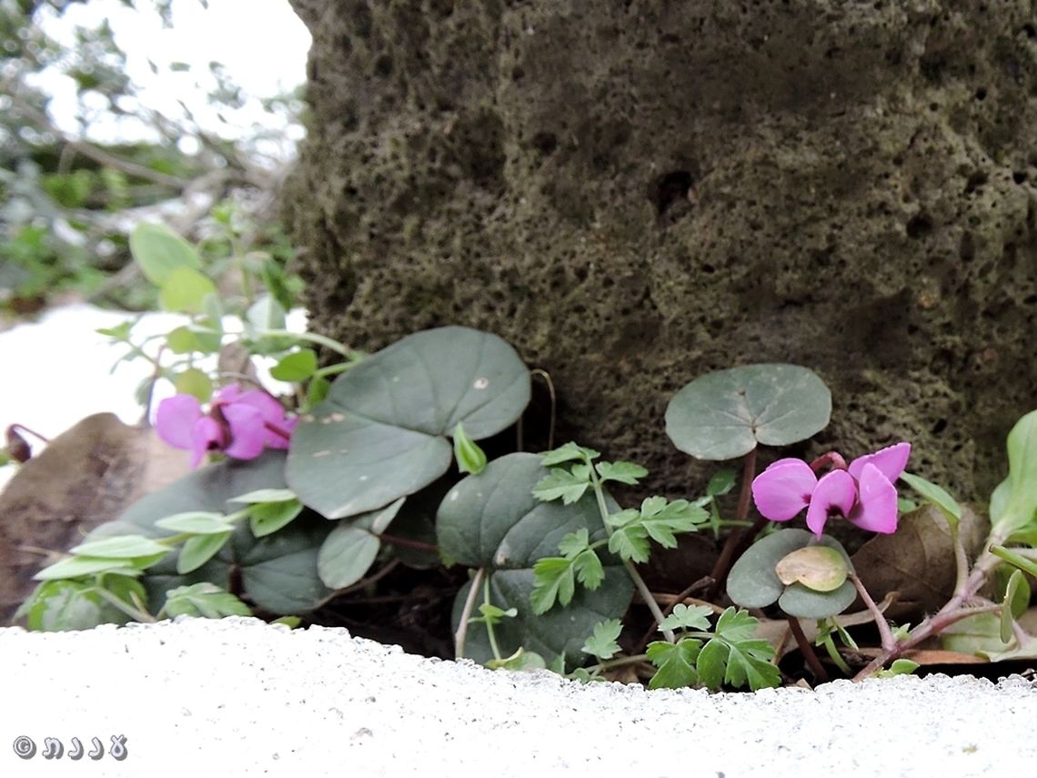 Cyclamen coum in the Golan Heights  Cyclamen coum,Golan Heights,Israel