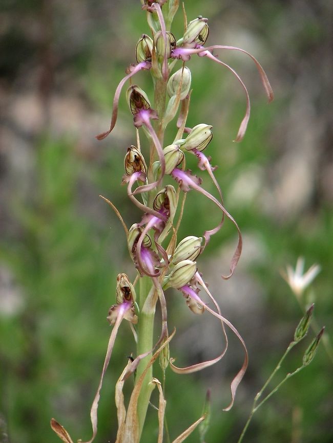 Himantoglossum caprinum  Galilee Lizard Orchid,Geotagged,Himantoglossum caprinum,Israel,Orchidaceae,Spring