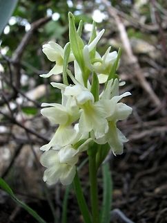 Dactylorhiza romana in Israel you can find only the yellow variant, and only in one location, near Nimrod village.  Dactylorhiza romana,Geotagged,Israel,Orchidaceae,Roman Dactylorhiza,Spring