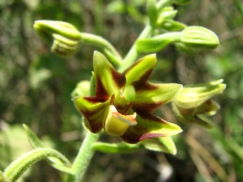 Epipactis veratrifolia very rare endangered species, that grows mainly in oases.  Epipactis veratrifolia,Geotagged,Israel,Orchidaceae,Spring