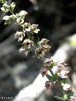Epipactis helleborine  Broad-leaved Helleborine,Epipactis helleborine,Geotagged,Israel,Orchidaceae,Spring