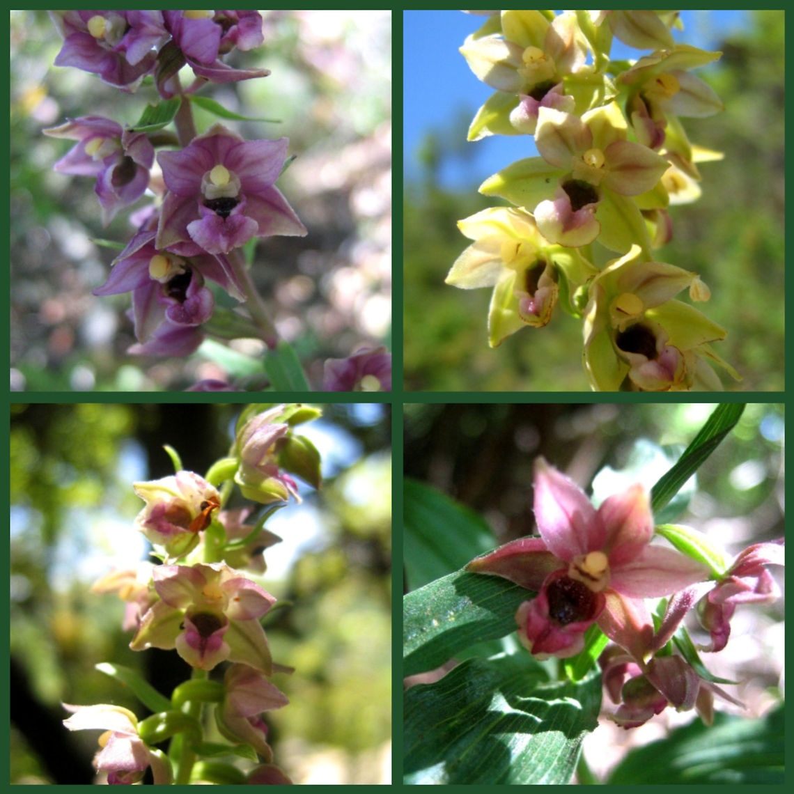 some color variants of Epipactis helleborine  Broad-leaved Helleborine,Epipactis helleborine,Geotagged,Israel,Orchidaceae