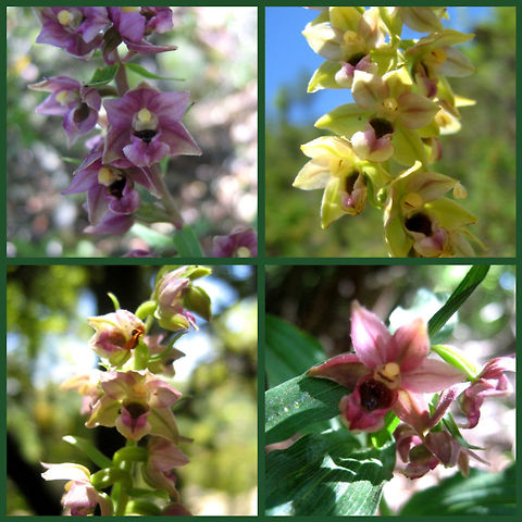 some color variants of Epipactis helleborine  Broad-leaved Helleborine,Epipactis helleborine,Geotagged,Israel,Orchidaceae