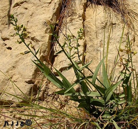 Epipactis veratrifolia in the Judean Desert, in Ein Gedi oasis Epipactis veratrifolia,Geotagged,Israel,Orchidaceae,Winter