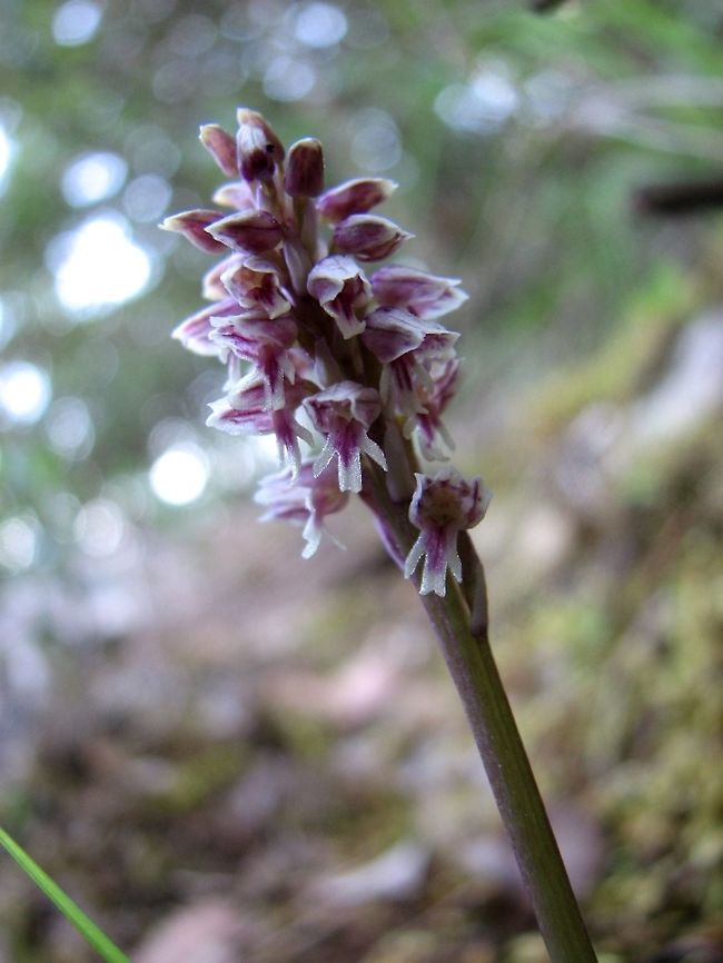 Neotinea maculata The smallest Orchid in Israel  Dense-flowered orchid,Geotagged,Israel,Neotinea maculata,Orchidaceae,Winter