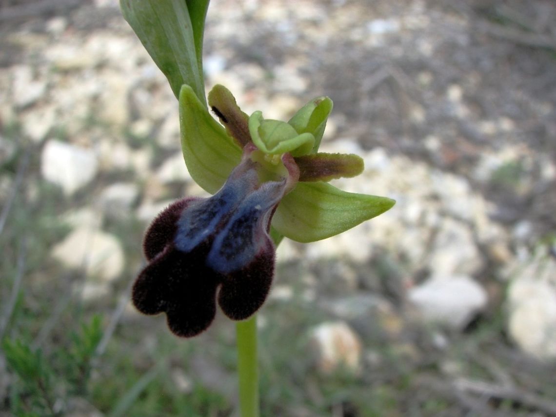 Ophrys iricolor  Geotagged,Israel,Ophrys iricolor,Orchidaceae,Winter