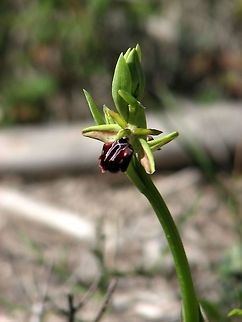Ophrys sphegodes  Early Spider-orchid,Geotagged,Israel,Ophrys sphegodes,Orchidaceae,Winter