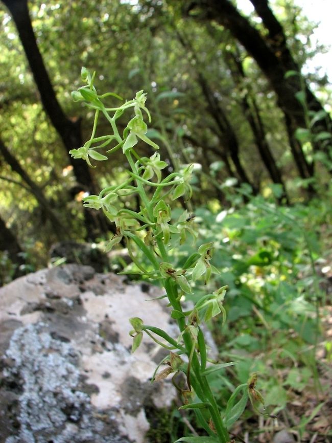 Platanthera holmboei the almost-invisible green orchid that grows in the shade, in the green forest... :-)  Israel,Orchidaceae,Platanthera,Platanthera holmboei