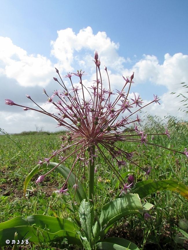 Allium schubertii in Israel it is rare and endangered, while in other places it is grown as ornamental plant - and it is so beautiful!  Allium schubertii,Geotagged,Israel,Ornamental Onion,Spring