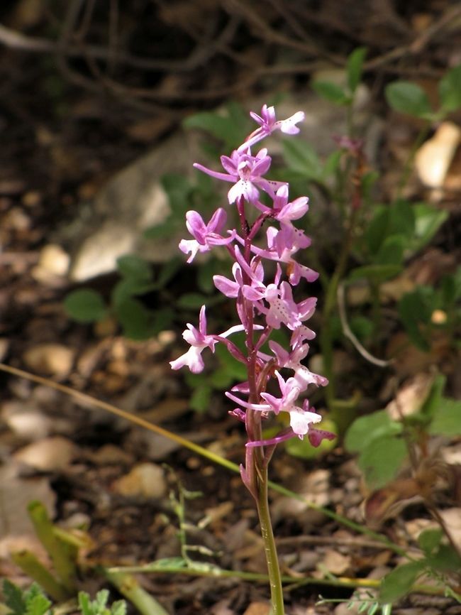 Orchis anatolica a common and beautiful wild orchid Geotagged,Israel,Orchidaceae,Orchis anatolica,Spring