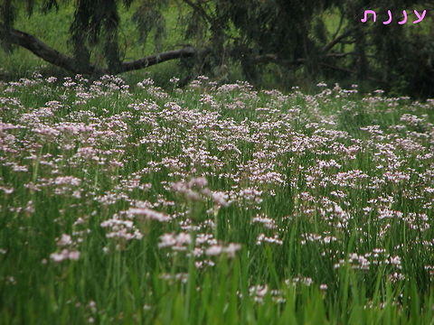 Butomus umbellatus so beautiful when they come in clusters...  Butomus umbellatus,Flowering rush,Geotagged,Israel,Spring