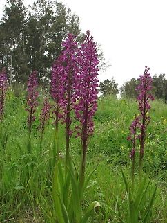 Anacamptis laxiflora (Orchis dinsmorei) it is sad to say that they were almost extinct from this location.  Anacamptis laxiflora,Geotagged,Israel,Orchidaceae,Orchis dinsmorei,Spring