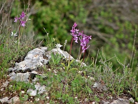 Orchis anatolica  Geotagged,Israel,Orchidaceae,Orchis anatolica,Spring,anatolica