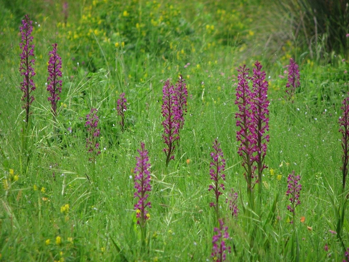Anacamptis laxiflora (Orchis dinsmorei)  Anacamptis laxiflora,Geotagged,Israel,Orchidaceae,Spring