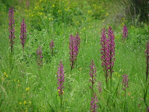 Anacamptis laxiflora (Orchis dinsmorei)  Anacamptis laxiflora,Geotagged,Israel,Orchidaceae,Spring