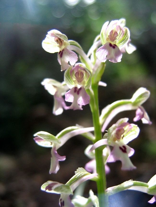 Anacamptis israelitica  Anacamptis israelitica,Geotagged,Israel,Orchidaceae,Winter,israelitica