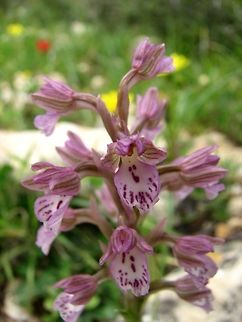 Anacamptis x feinbruniane A hybrid orchid - hybrid of Anacamptis israelitica and Anacamptis papilionacea found in the Meiron mountain in Israel. 
named in honor of Prof. Naomi Feinbrun, an important Israeli botanist.  Anacamptis papilionacea x israelitica,Anacamptis x feinbruniane,Geotagged,Israel,Orchidaceae,Winter