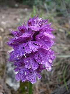 Neotinea tridentata (Orchis tridentata)  Geotagged,Israel,Neotinea tridentata,Orchidaceae,Orchis tridentata,Spring,Three-toothed orchid