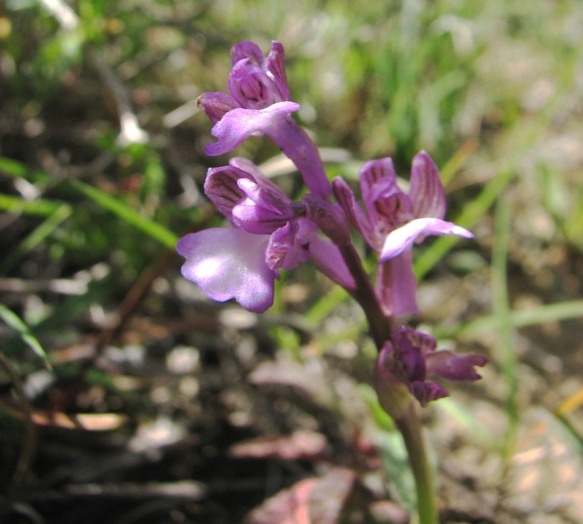 Anacamptis morio subsp. syriaca (Orchis syriaca) another rare one for Israel Anacamptis morio subsp. syriaca,Israel,Orchidaceae,Orchis syriaca