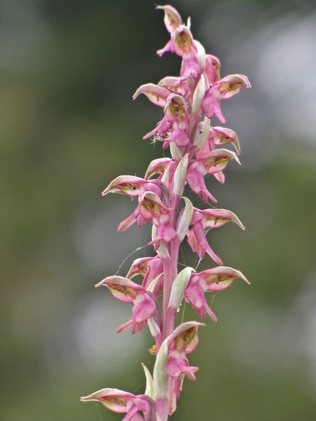Anacamptis sancta (Orchis sancta) named by Linnaeus as &quot;the holy orchid&quot; after &quot;the holy land&quot; where it is quite common.  Anacamptis,Anacamptis sancta,Geotagged,Israel,Orchidaceae