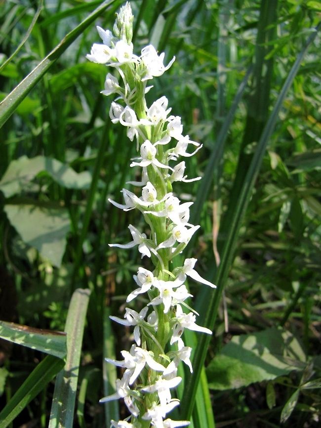Platantera leucostachys Yosemite&#039;s bog orchid  California,Geotagged,Orchidaceae,Platantera leucostachys,Summer,United States,White Bog Orchid,Yosemite,Yosemite National Park
