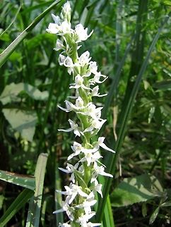 Platanthera leucostachys