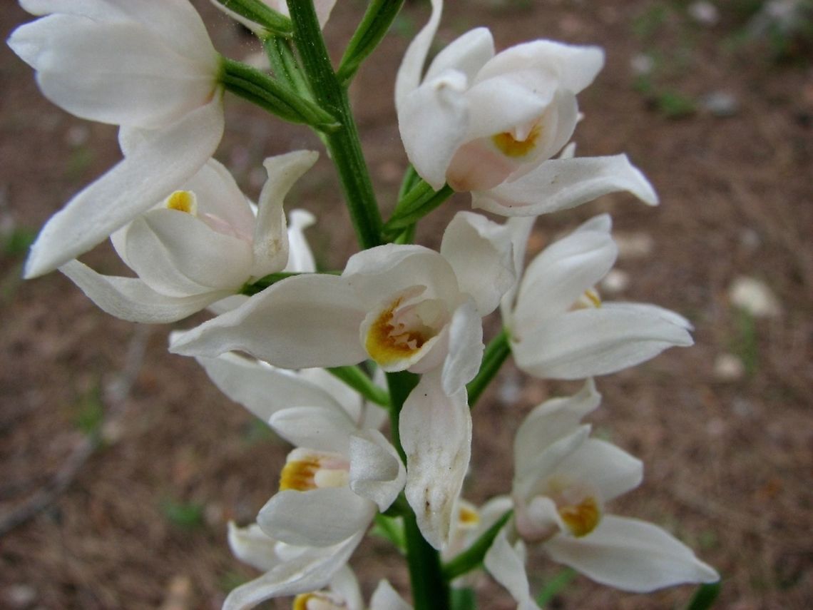 Cephalanthera longifolia  Cephalanthera longifolia,Geotagged,Israel,Orchidaceae,Spring,Sword-leaved Helleborine