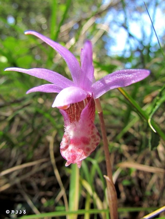 Calypso balbosa - Venus's slippers  California,Calypso balbosa,Calypso bulbosa,Calypso orchidfairy slipper,Geotagged,Mount Tamalpais,Orchidaceae,United States,Winter