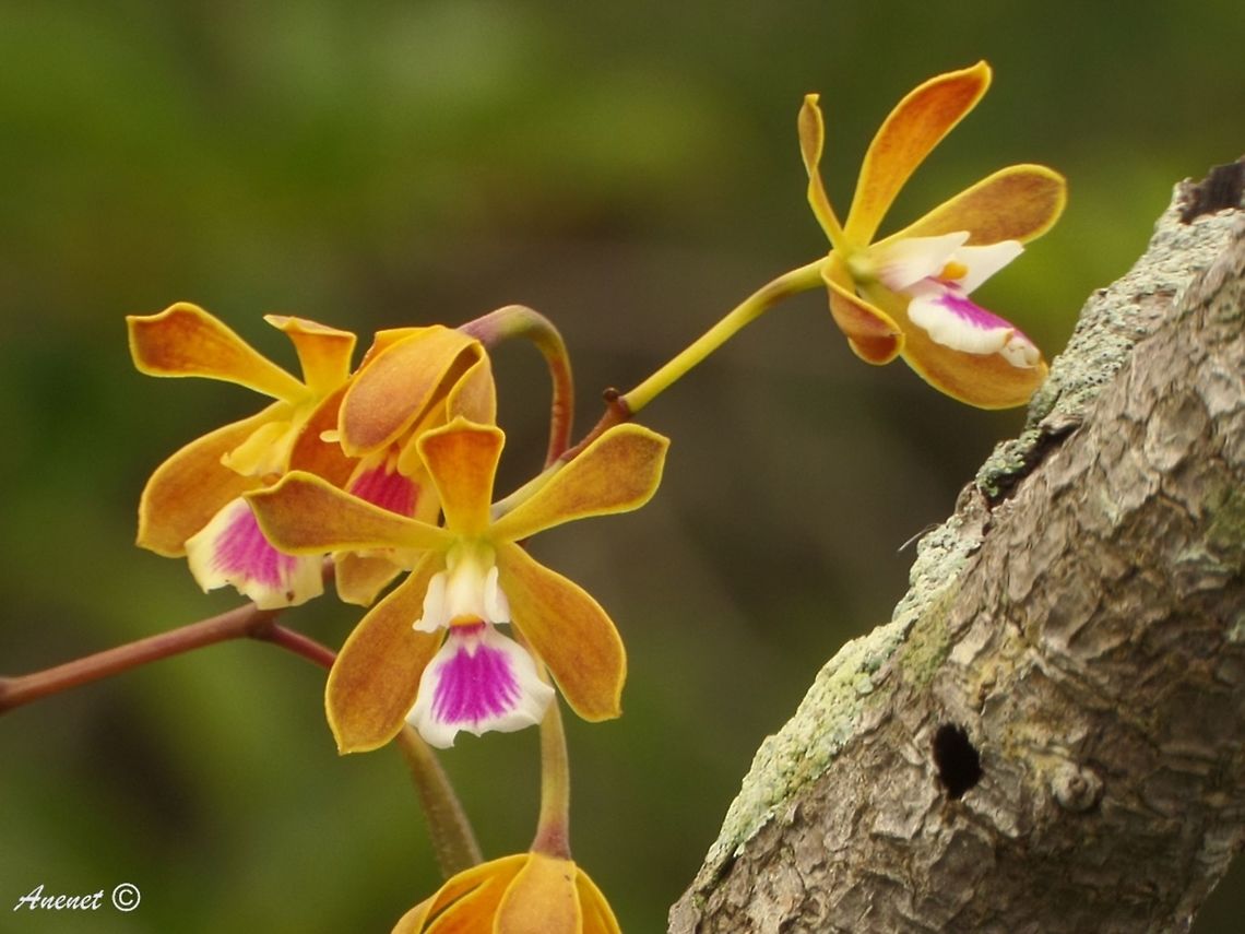 Encyclia tampensis my first epiphyte orchid in nature! Encyclia tampensis in Everglades National Park! Butterfly orchid,Encyclia tampensis,Everglades,Florida,Geotagged,Summer,United States