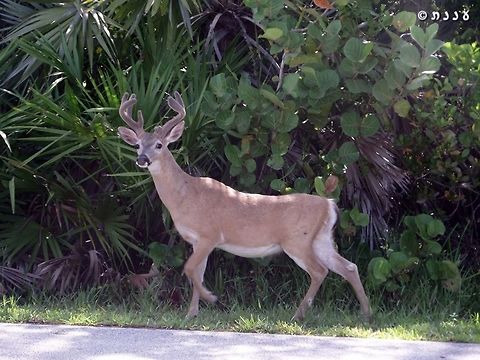Odocoileus virginianus clavium - Key Deer  Florida,Florida Keys,Geotagged,Key deer,Odocoileus virginianus clavium,Summer,United States