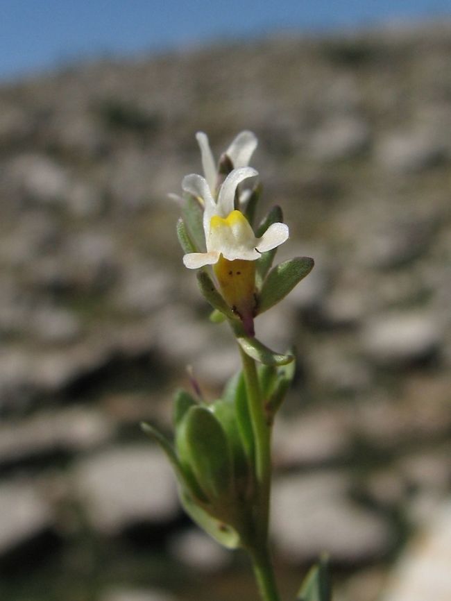 Linaria albifrons one of several tiny Linaria species...  Geotagged,Israel,Linaria,Linaria albifrons,Spring