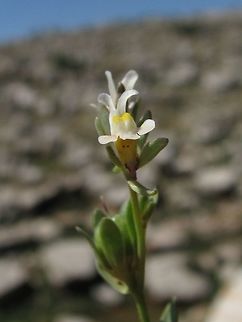 Linaria albifrons