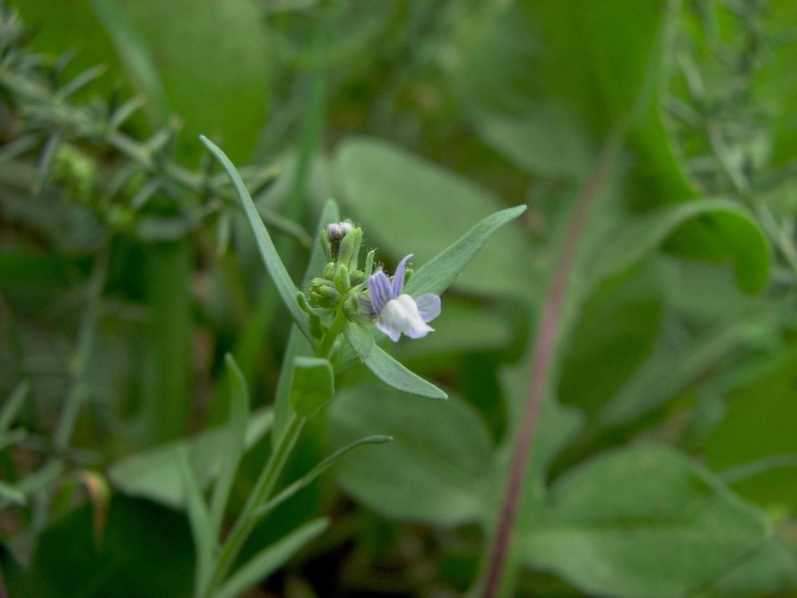 Linaria micrantha - this is what we call a "soul flower" because only people with the soul of a botanist will find it and appericiate it. <br />
the flower's size is about 2 mm.  Geotagged,Israel,Linaria,Linaria micrantha,Winter